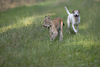 Luchs und Hund