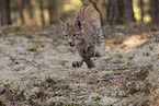 junger Luchs