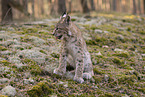 junger Luchs