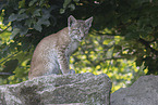 Luchs