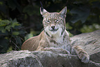 Luchs