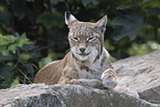 Luchs