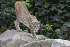 Luchs