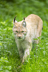 Luchs