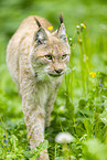 Luchs