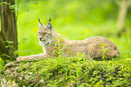 Luchs