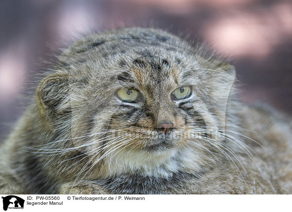 liegender Manul / lying Manul / PW-05560