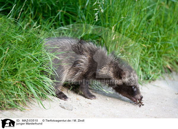 junger Marderhund / young raccoon dog / MAZ-03510