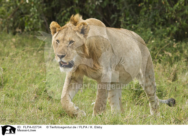 Massai-Lwe / Masai lion / FLPA-02734