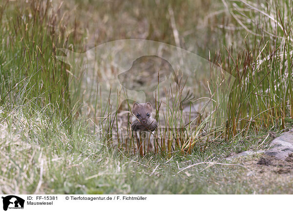 Mauswiesel / least weasel / FF-15381