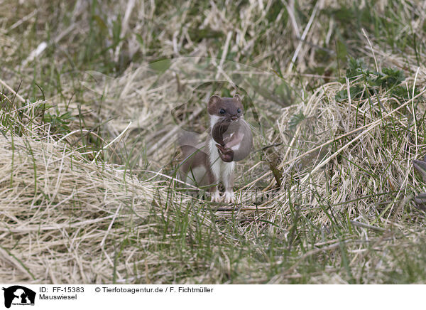 Mauswiesel / least weasel / FF-15383