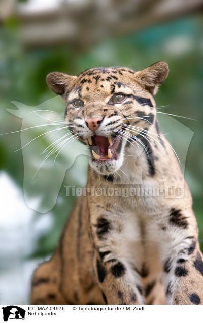 Nebelparder / clouded leopard / MAZ-04976