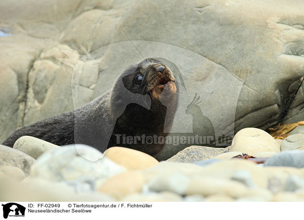 Neuseelndischer Seelwe / Hooker's sea lion / FF-02949