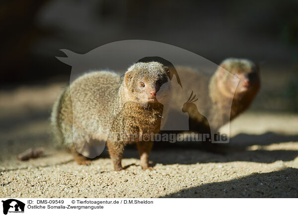 stliche Somalia-Zwergmanguste / Ethiopian mongoose / DMS-09549