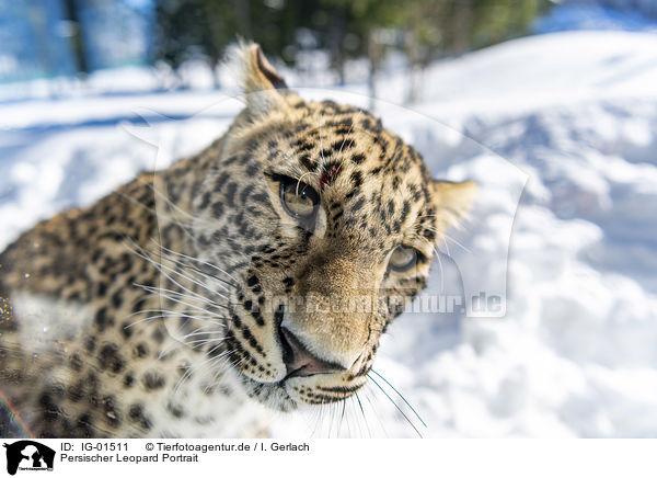 Persischer Leopard Portrait / Persian Leopard portrait / IG-01511