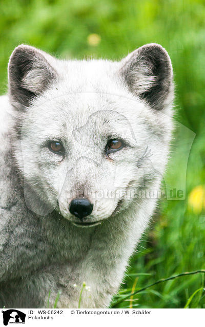 Polarfuchs / arctic fox / WS-06242