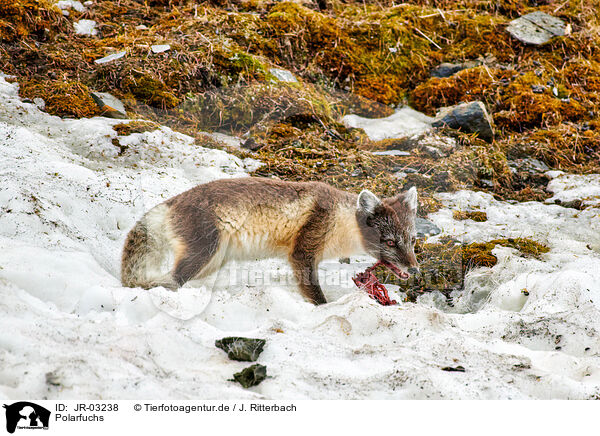 Polarfuchs / arctic fox / JR-03238