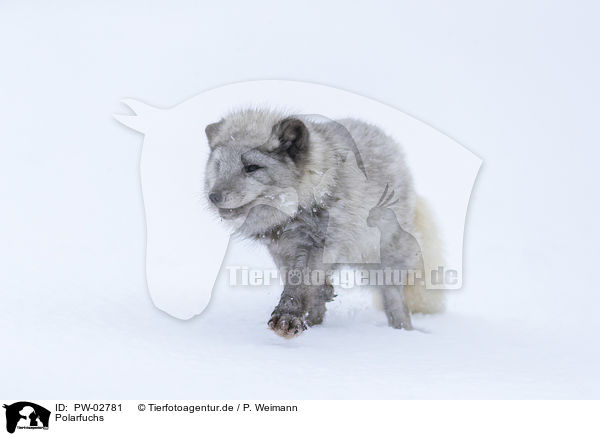 Polarfuchs / arctic fox / PW-02781