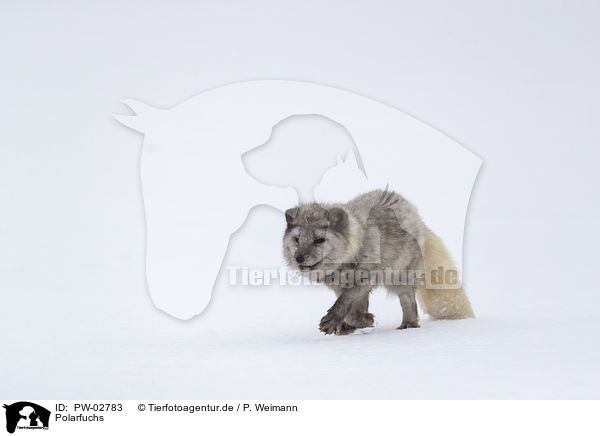 Polarfuchs / arctic fox / PW-02783