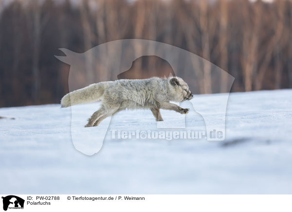 Polarfuchs / arctic fox / PW-02788