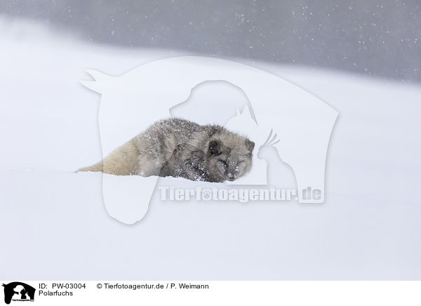 Polarfuchs / arctic fox / PW-03004