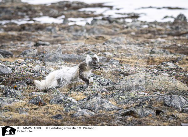 Polarfuchs / arctic fox / MAW-01509