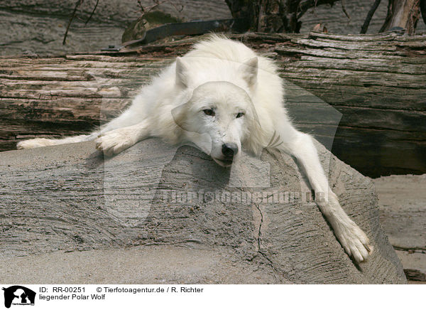 liegender Polar Wolf / lying polar wolf / RR-00251