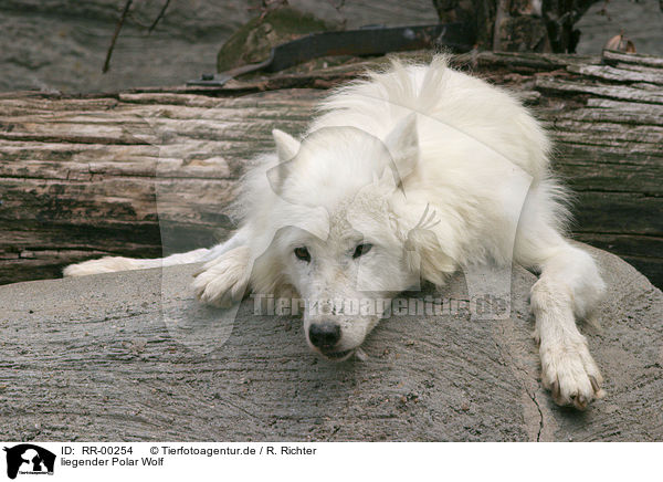 liegender Polar Wolf / RR-00254