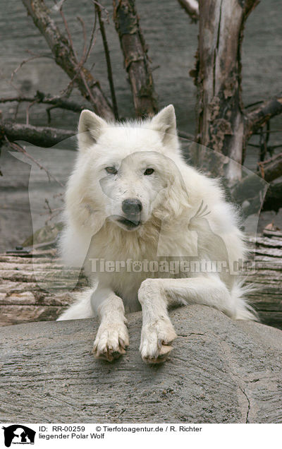 liegender Polar Wolf / RR-00259