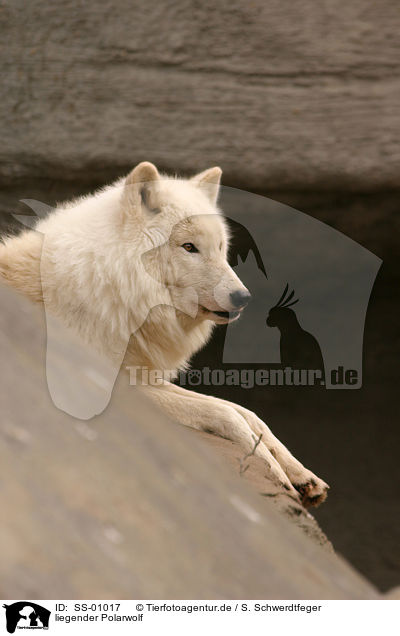 liegender Polarwolf / lying polar wolf / SS-01017