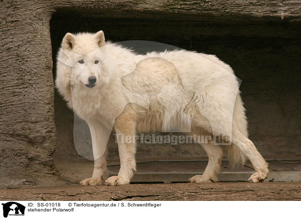 stehender Polarwolf / standing polar wolf / SS-01018