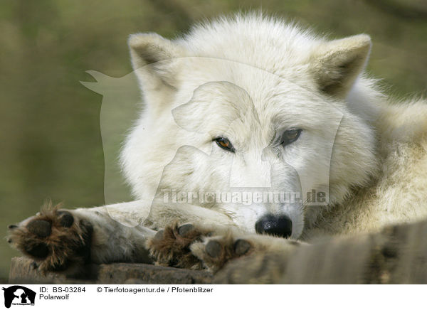 Polarwolf / polar wolf / BS-03284