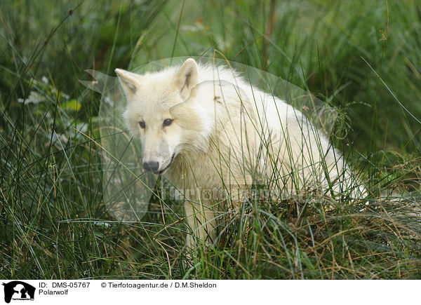 Polarwolf / polar wolf / DMS-05767