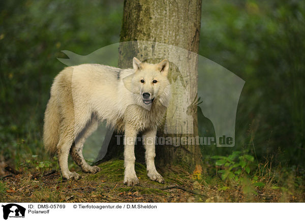 Polarwolf / polar wolf / DMS-05769