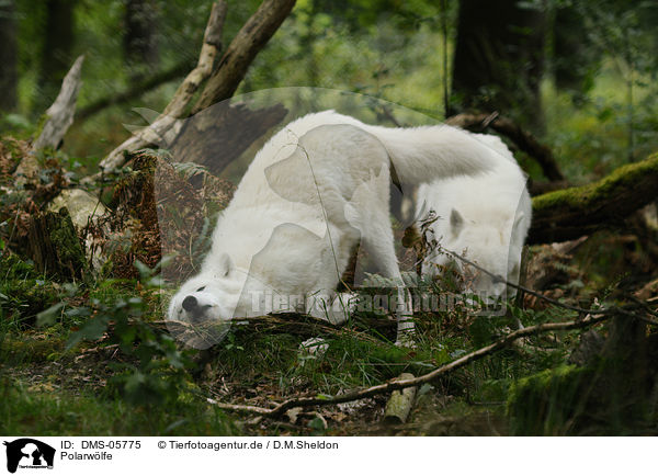 Polarwlfe / polar wolfs / DMS-05775
