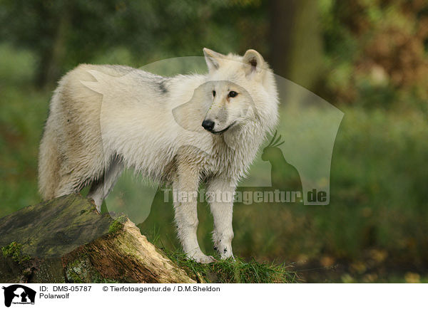Polarwolf / polar wolf / DMS-05787