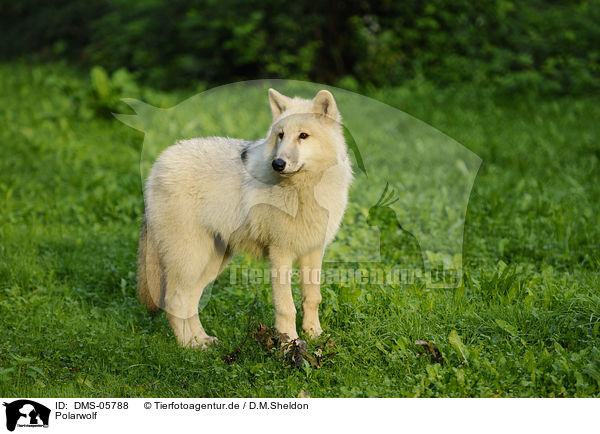 Polarwolf / polar wolf / DMS-05788