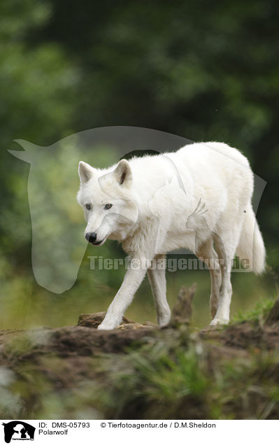 Polarwolf / polar wolf / DMS-05793