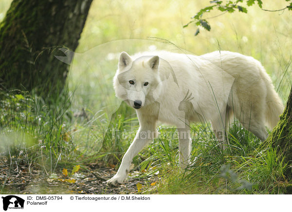 Polarwolf / polar wolf / DMS-05794
