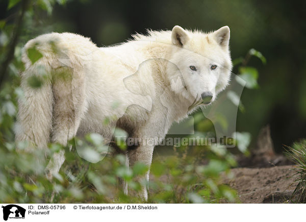Polarwolf / polar wolf / DMS-05796