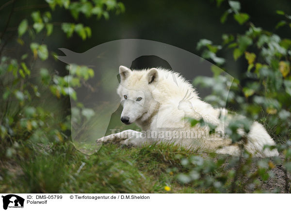 Polarwolf / polar wolf / DMS-05799