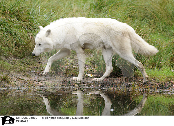 Polarwolf / polar wolf / DMS-05800