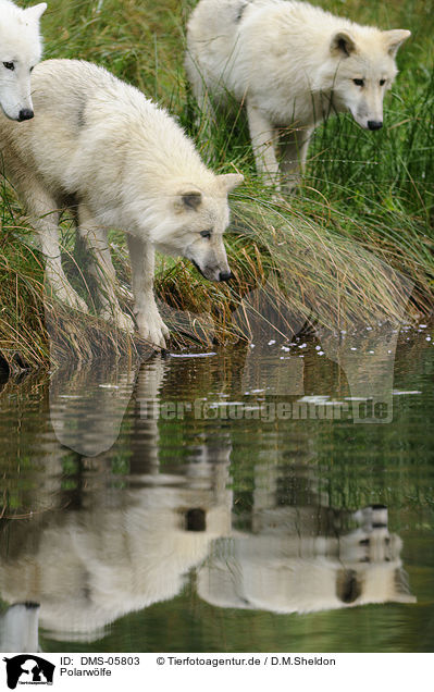 Polarwlfe / polar wolfs / DMS-05803