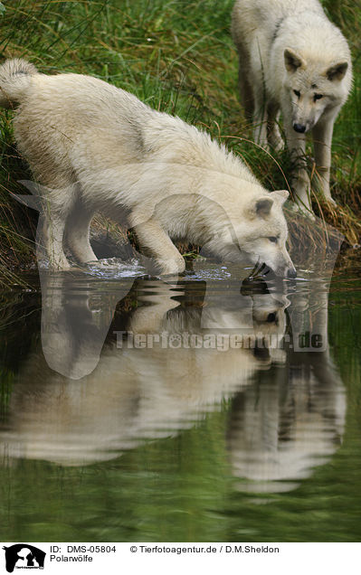 Polarwlfe / polar wolfs / DMS-05804