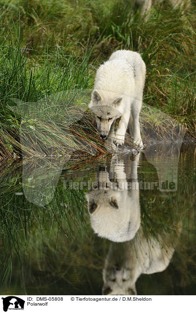 Polarwolf / polar wolf / DMS-05808
