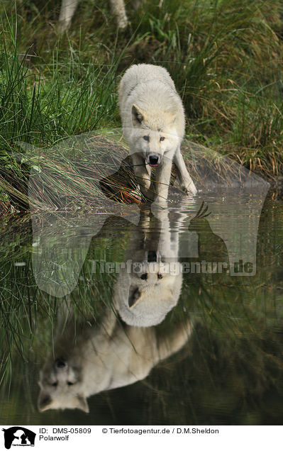 Polarwolf / polar wolf / DMS-05809