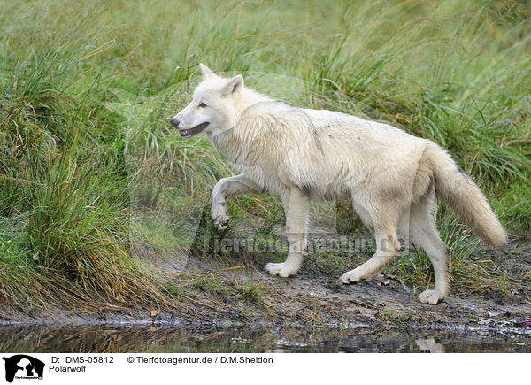 Polarwolf / polar wolf / DMS-05812