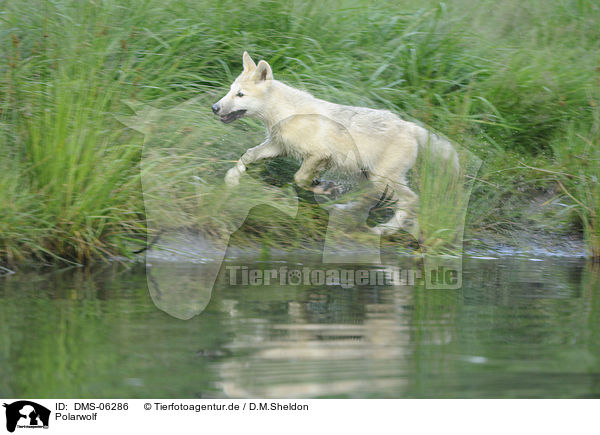 Polarwolf / polar wolf / DMS-06286