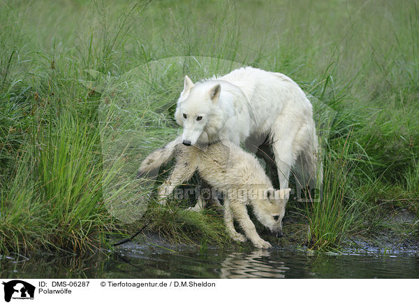 Polarwlfe / polar wolves / DMS-06287