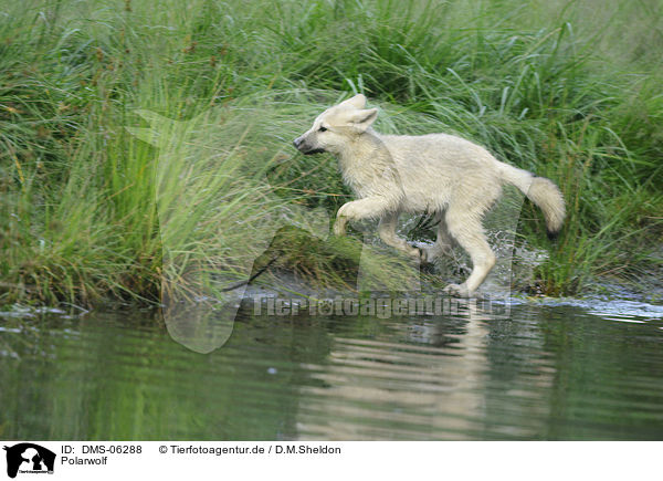 Polarwolf / polar wolf / DMS-06288